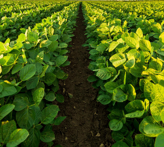 Soybean Fertilizer Haifa Group